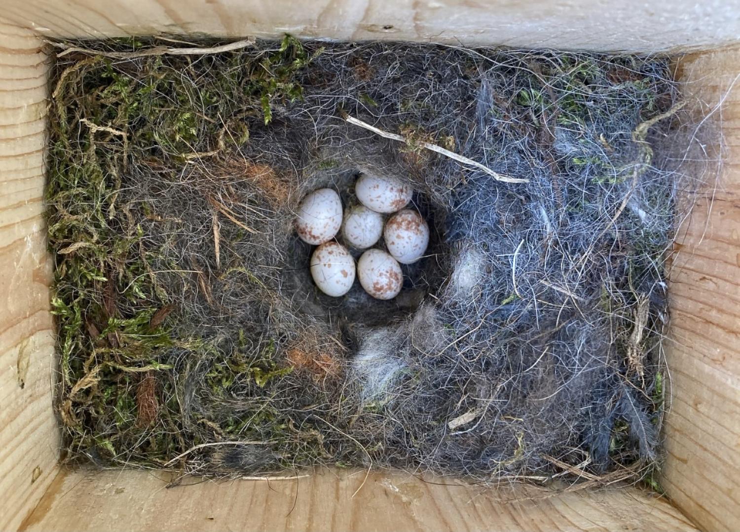 eggs in a black-capped chickadee nest