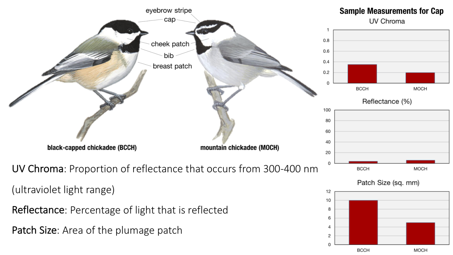 Sample measurements of chickadee cap by UV Chroma, Reflectance, and Patch Size