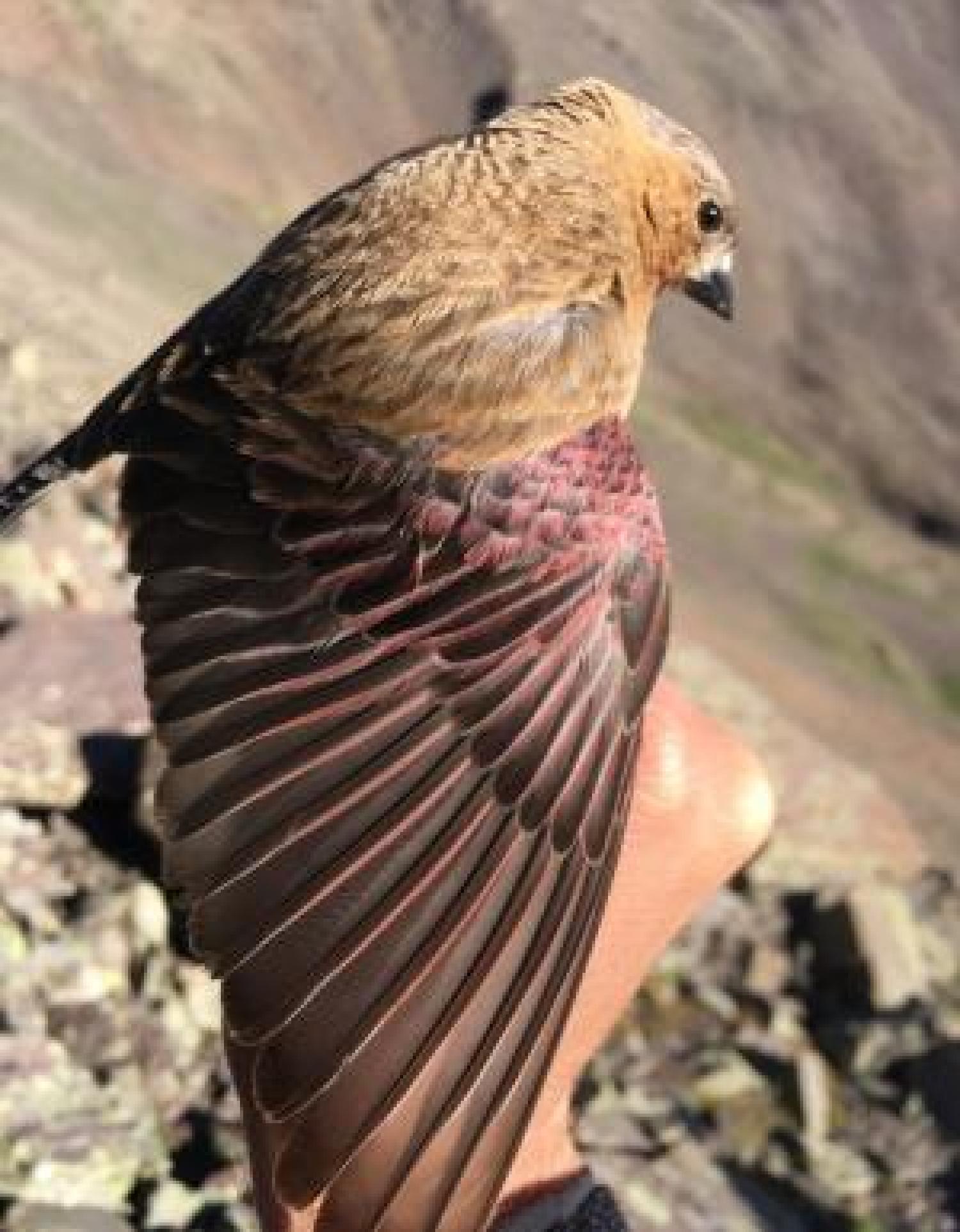 Rosy finch