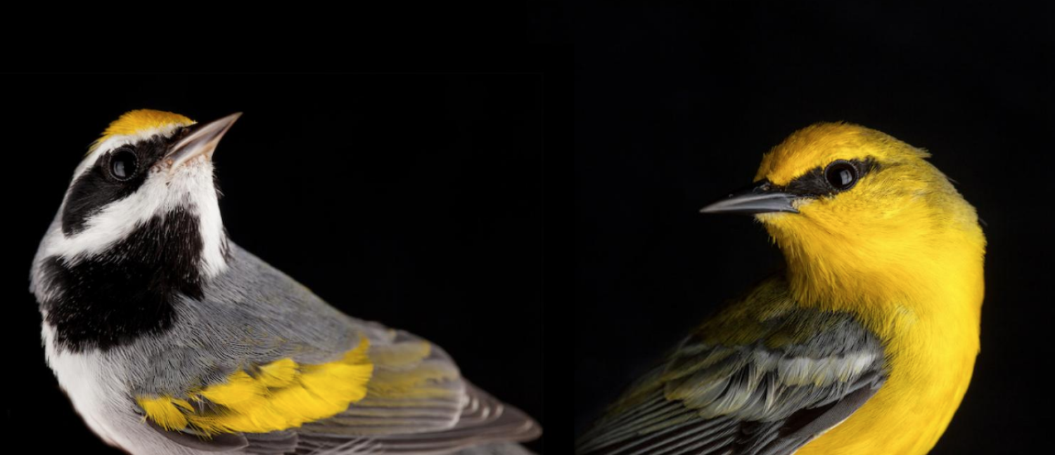 warblers