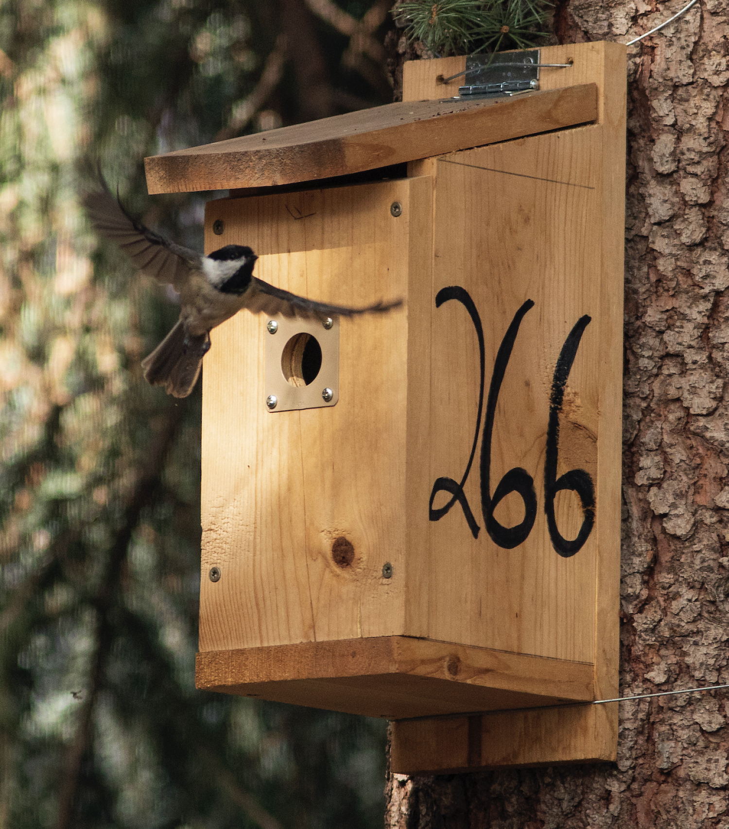 chickadee at box