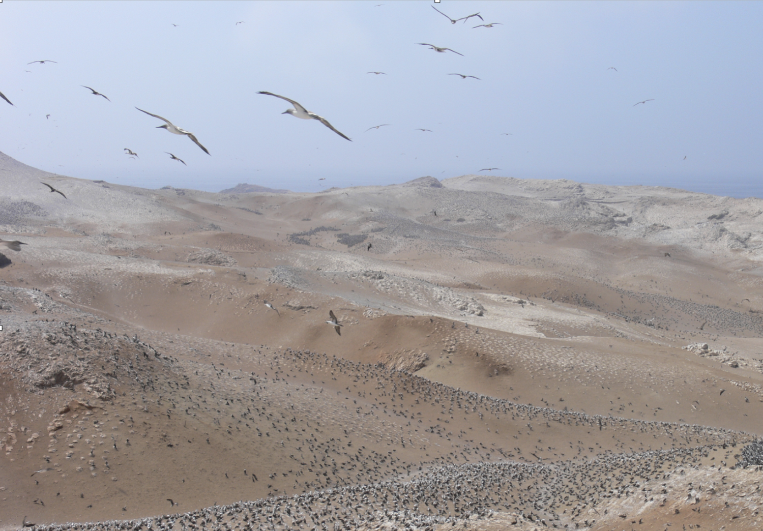 guano island