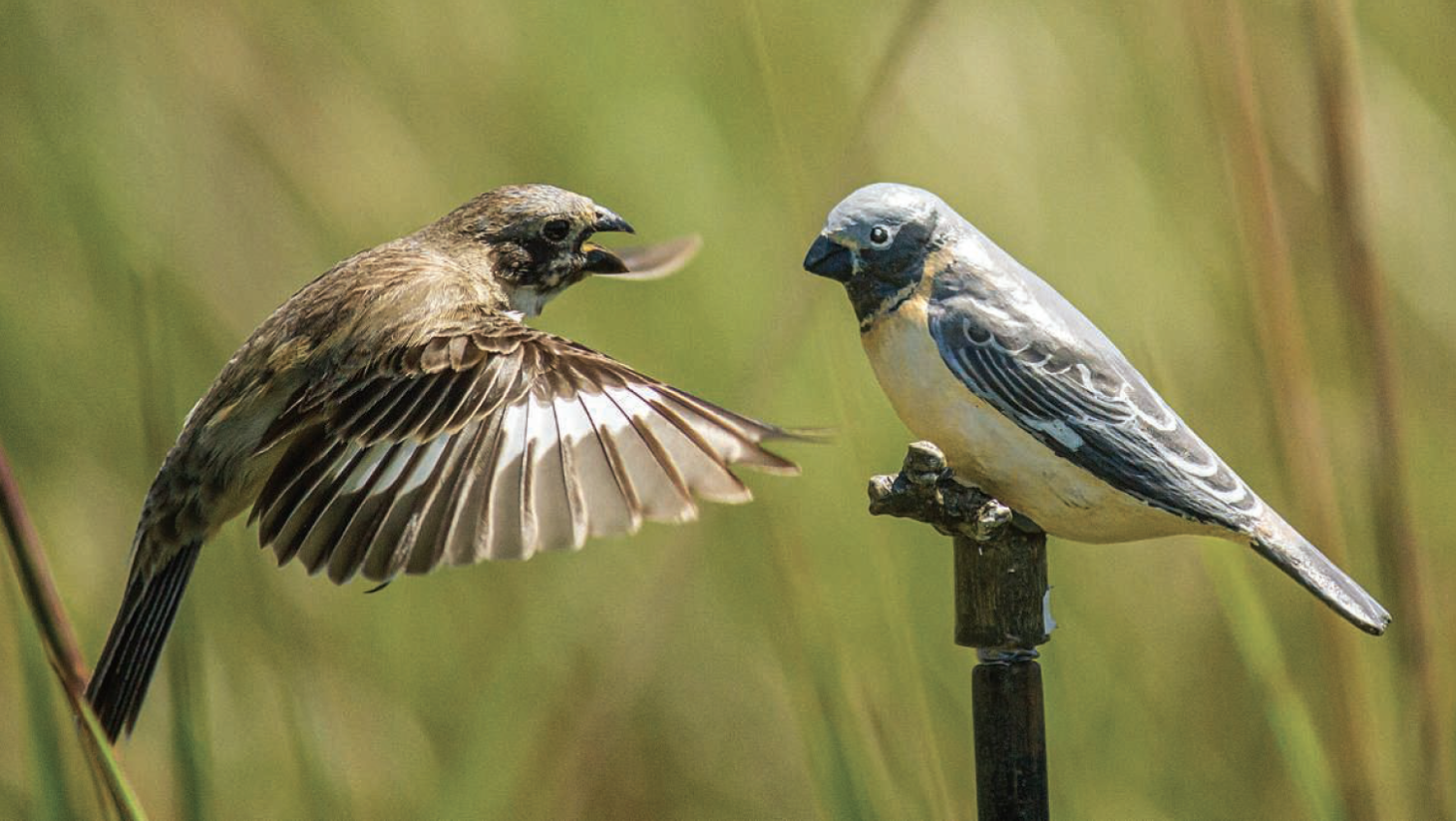 seedeater attacking a mount