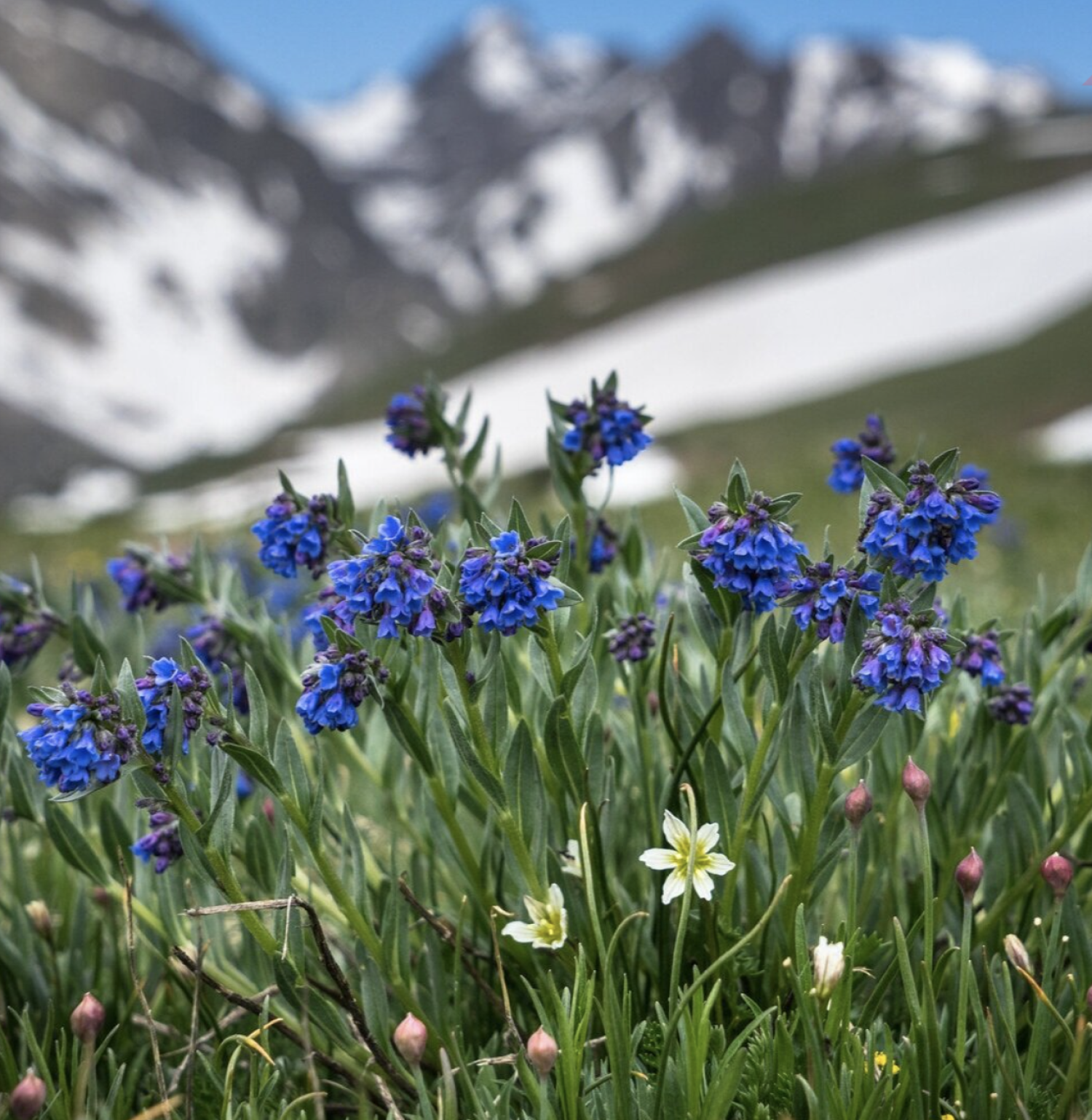 Niwot ridge wildfowers