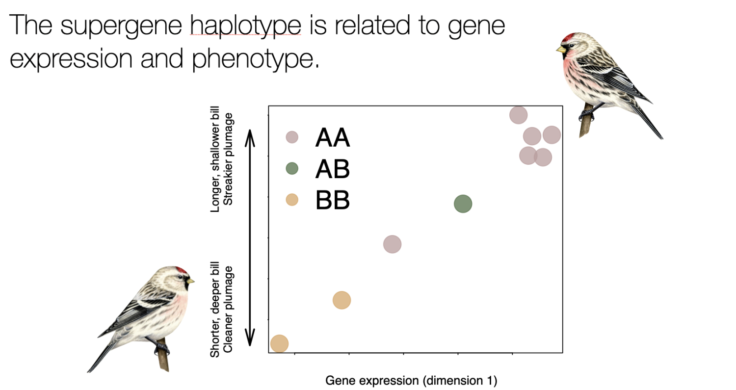 correlation of supergene haplotype with morphology