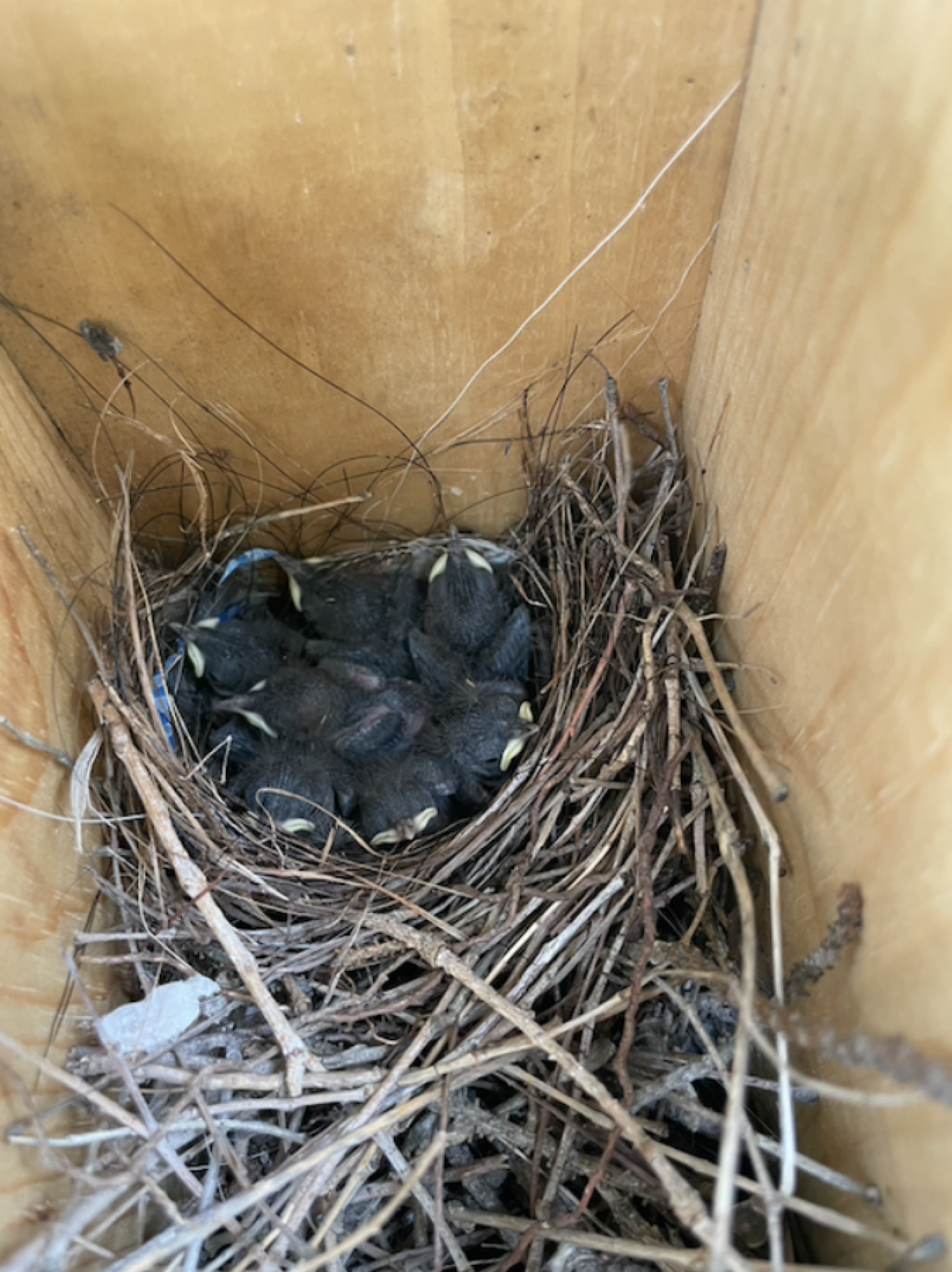 house wren chicks in a nest