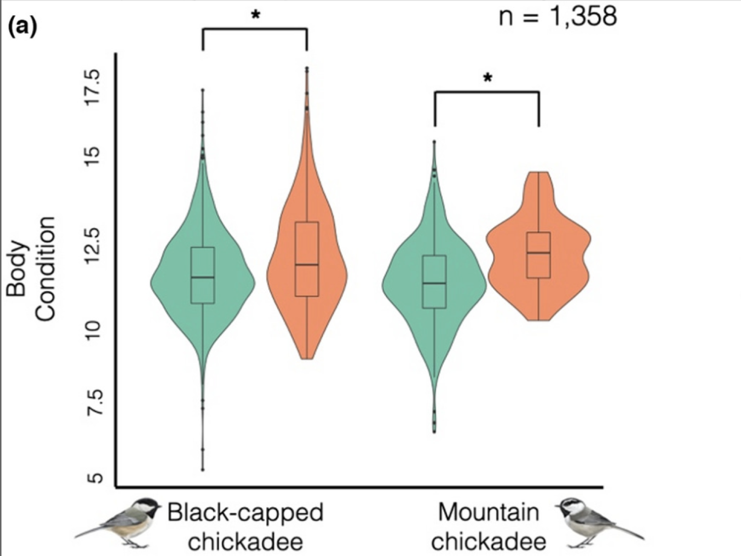 violin plot of body condition