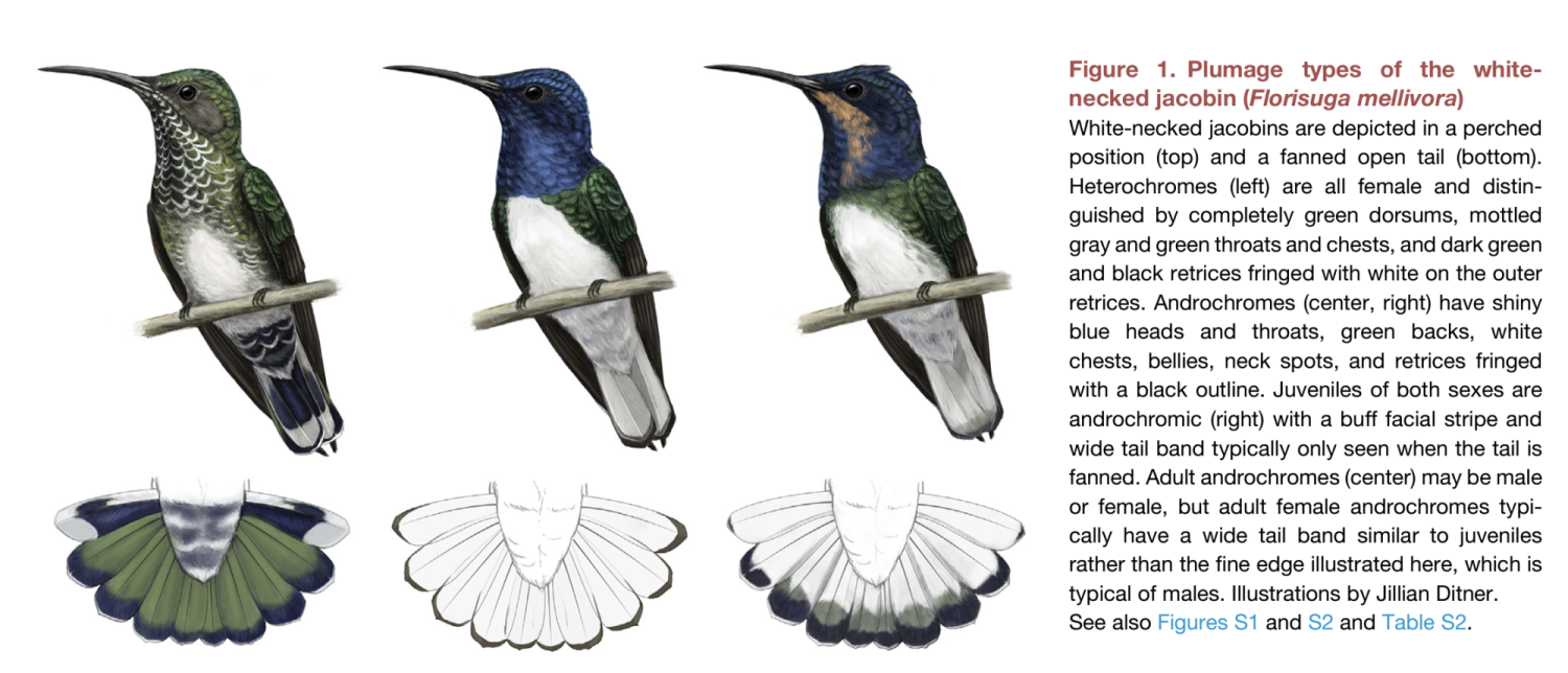 figure from Falk et al. Current Biology