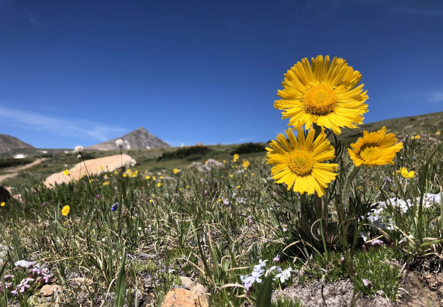 Old man on the mountain - a yellow flower in the alpine