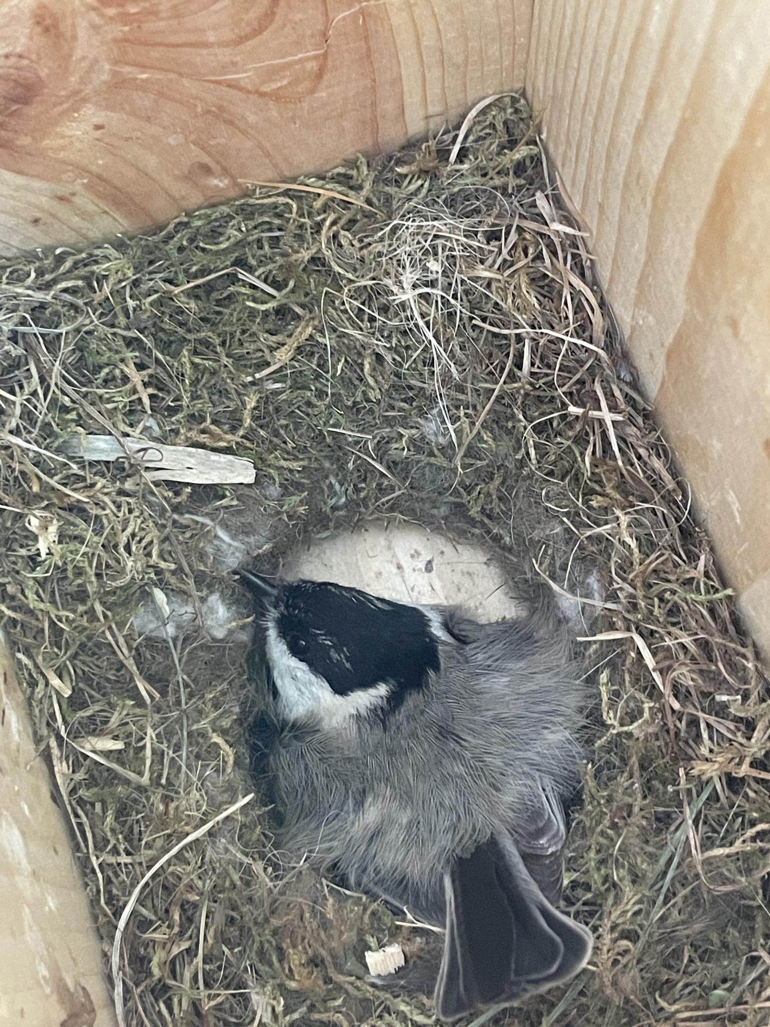hybrid chickadee