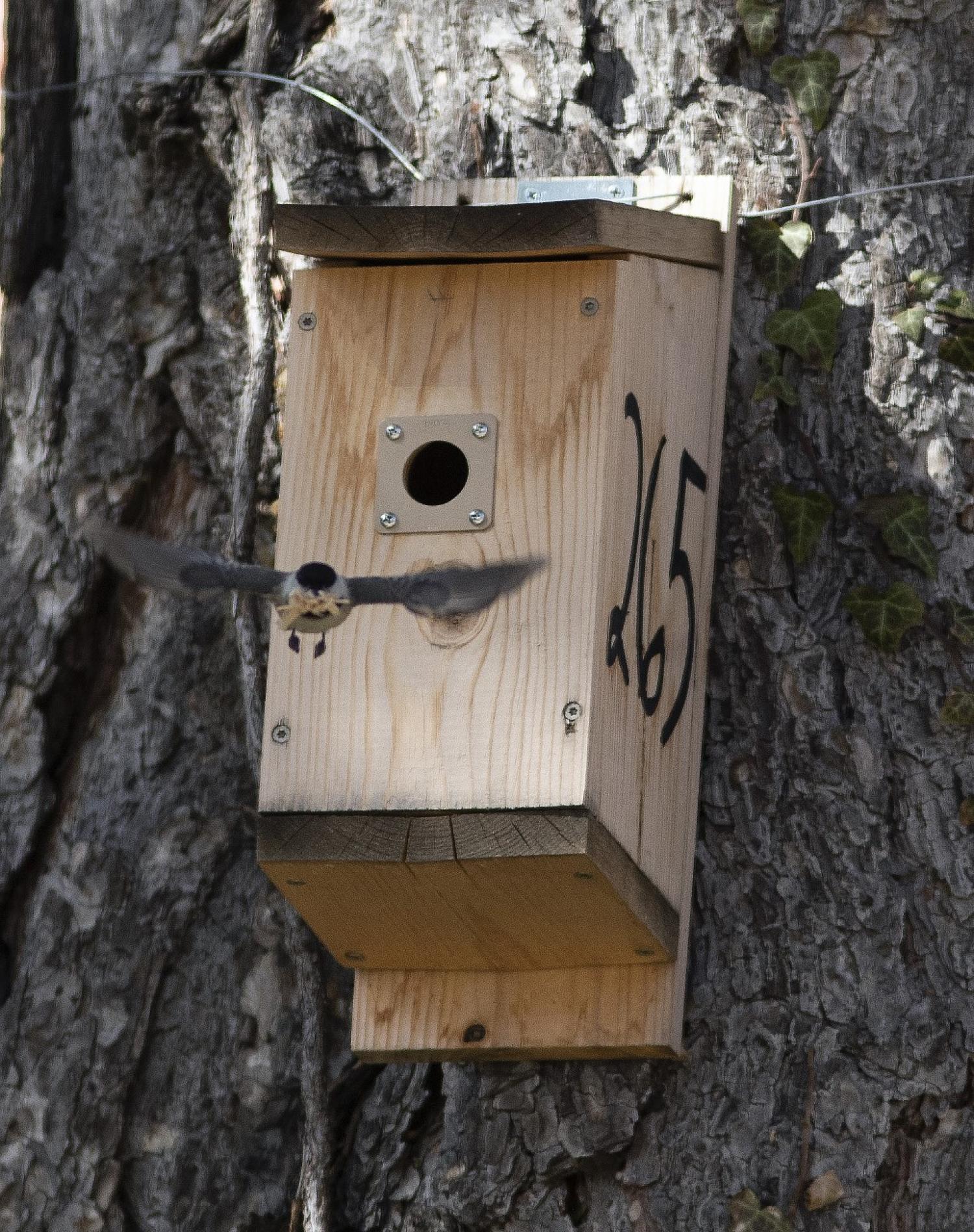 chickadee with shavings