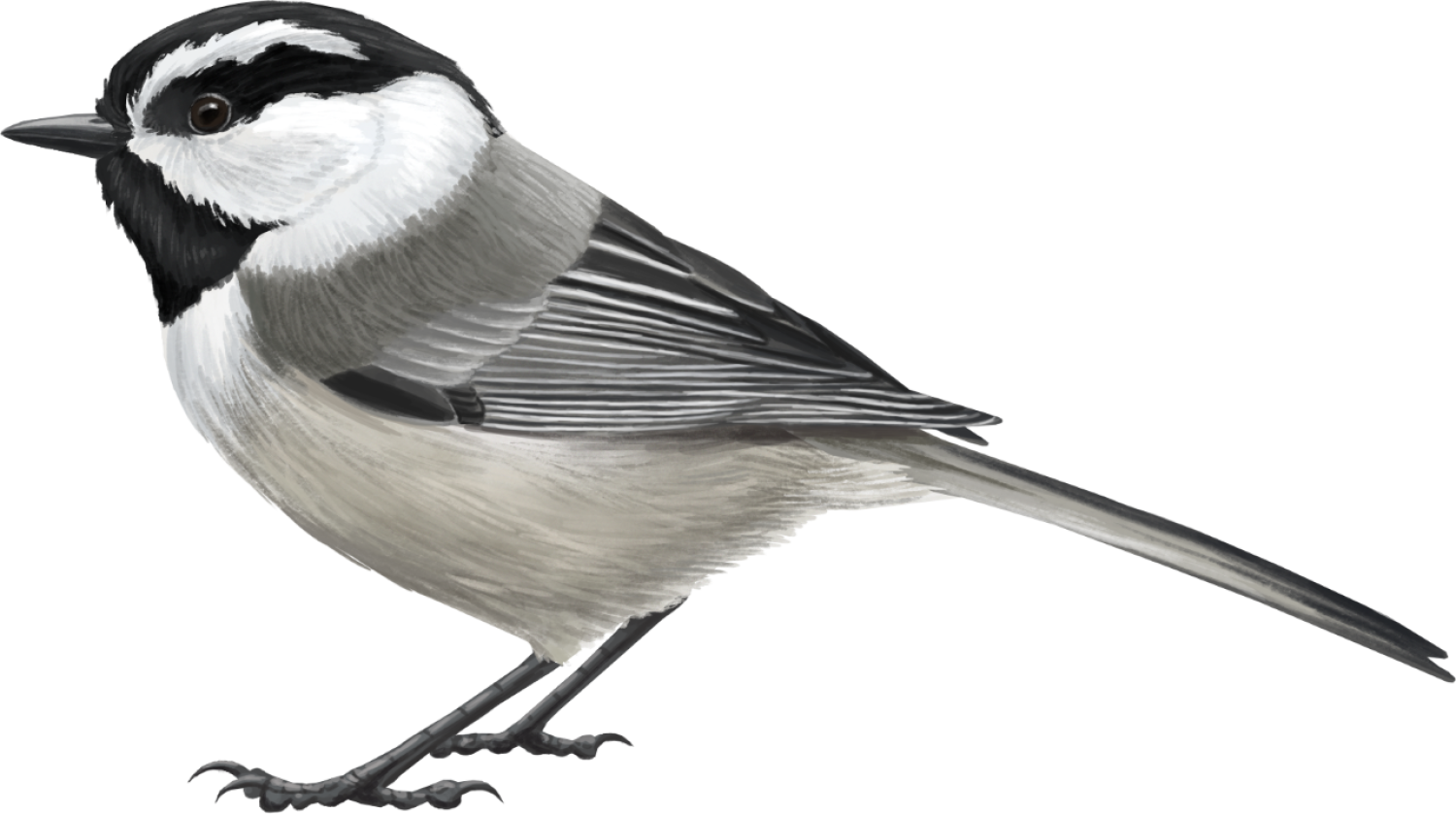 mountain chickadee