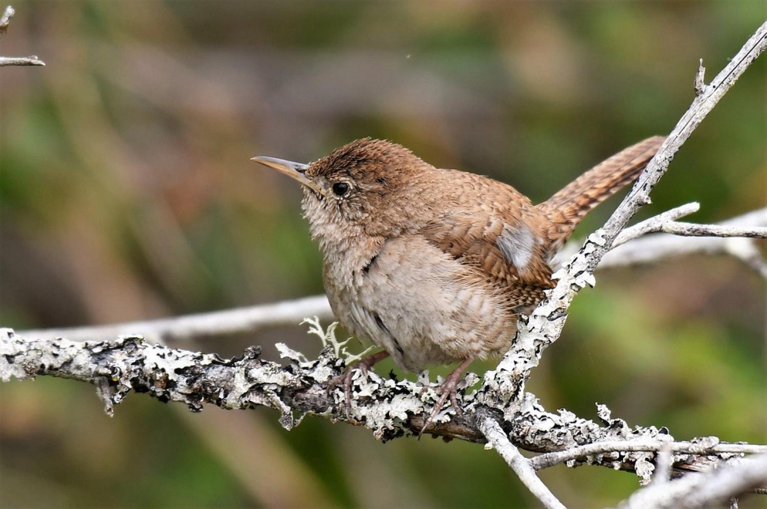 house wren