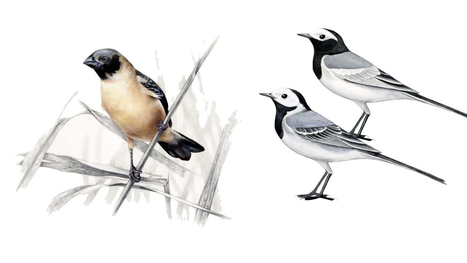 seedeater and wagtail drawings