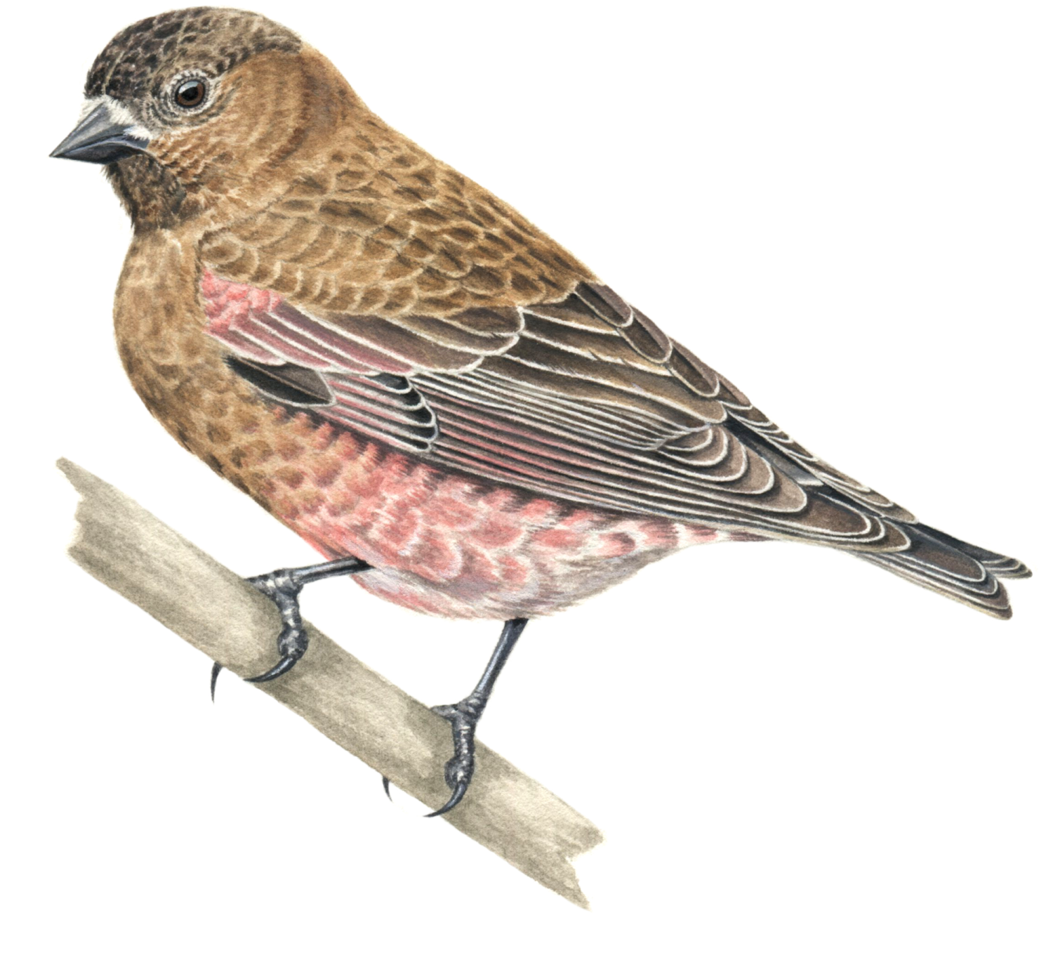 brown-capped rosy finch