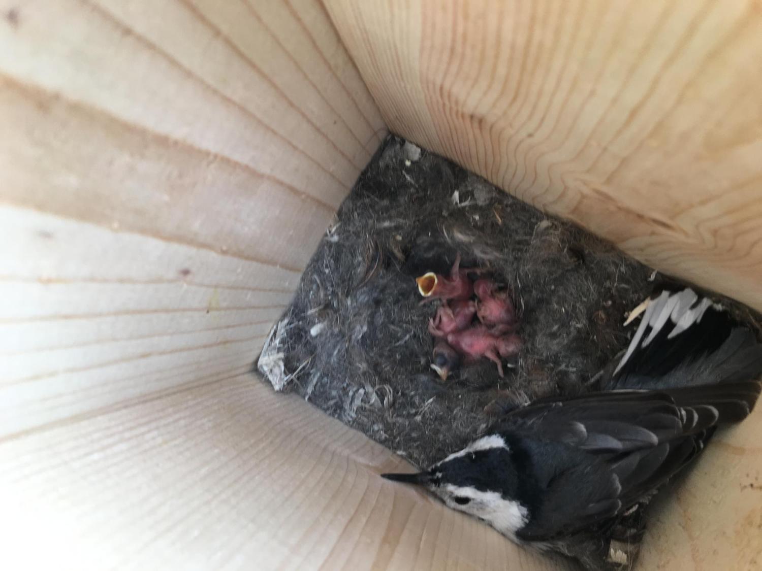 White-breasted nuthatch nest