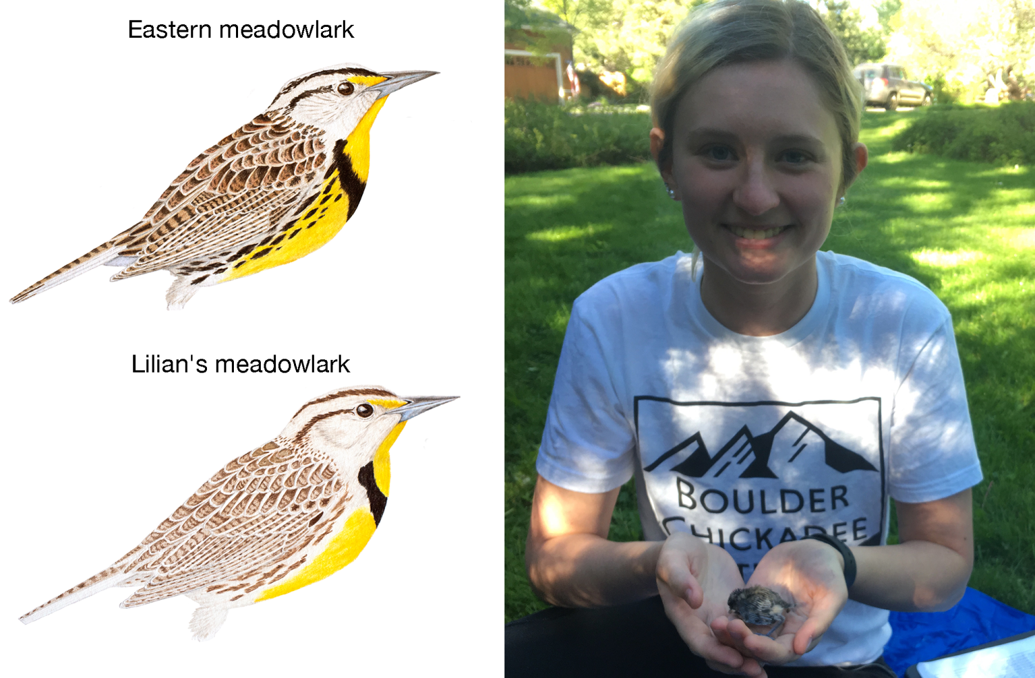 meadowlarks cori