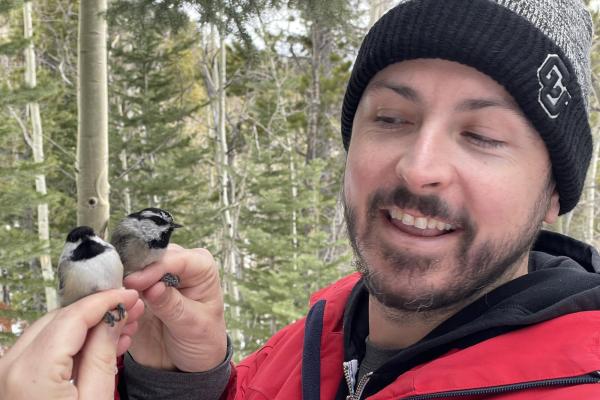 Scott with a black-capped and a mountain chickadee