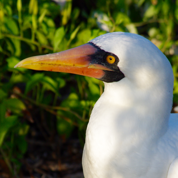 Nazca booby