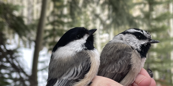 black-capped and mountain chickadees in the hand