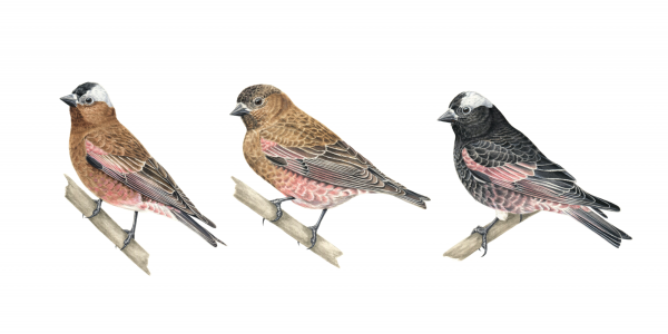 rosy-finches