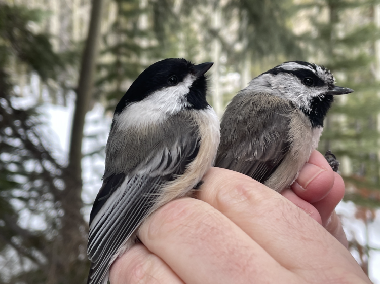 black-capped and mountain chickadees