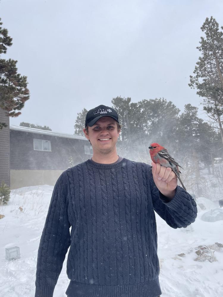 Will with pine grosbeak