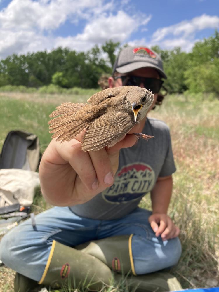 Will with a house wren!