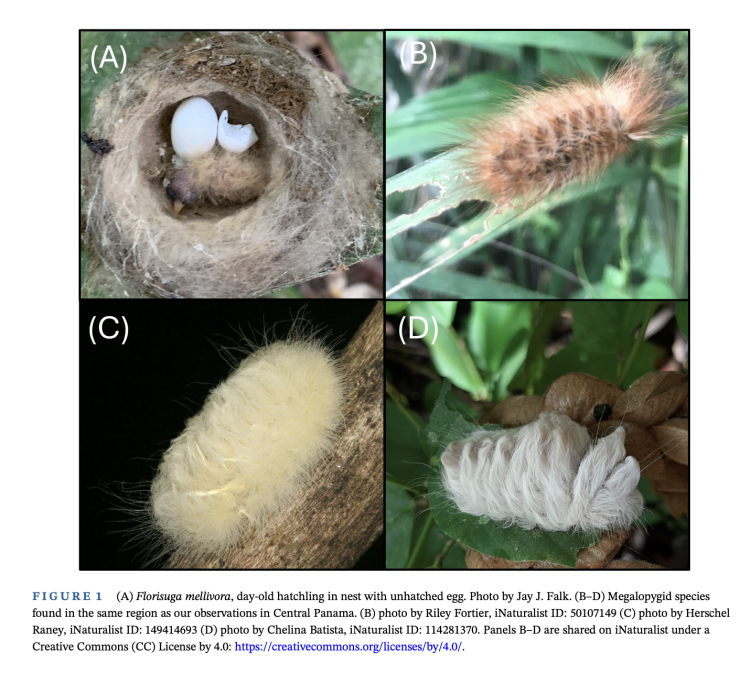 jacobin chick and caterpillars