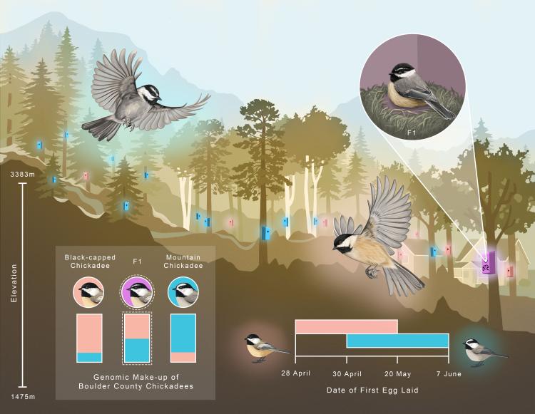 Boulder Chickadee Study graphical abstract
