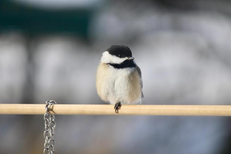 Back-capped chickadee