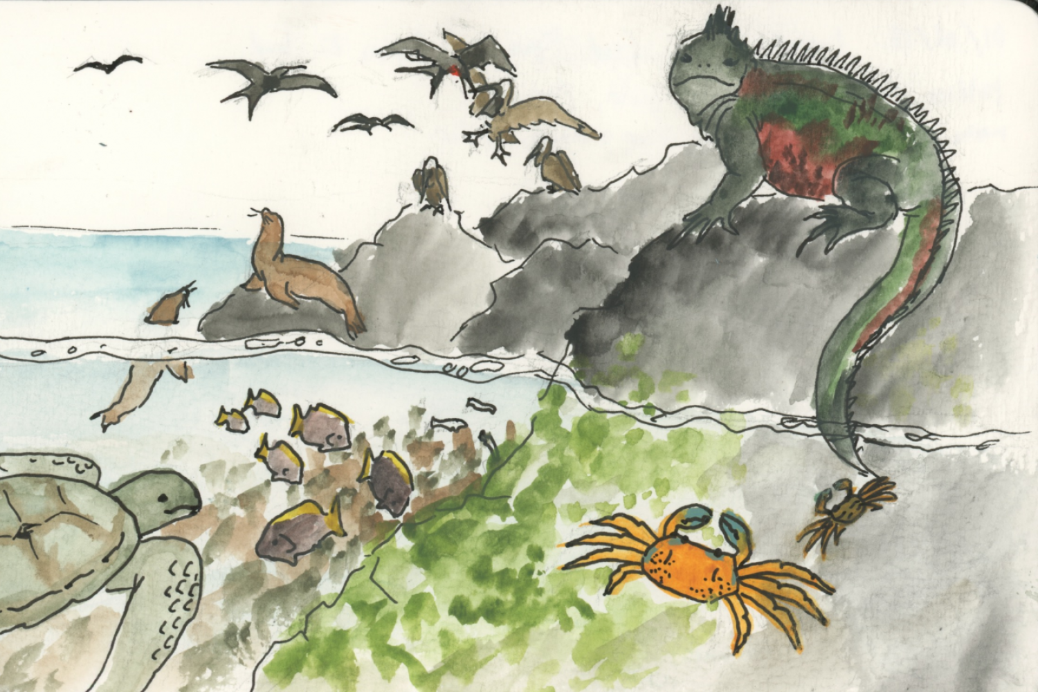 Ecology and Evolution in the Galápagos Islands