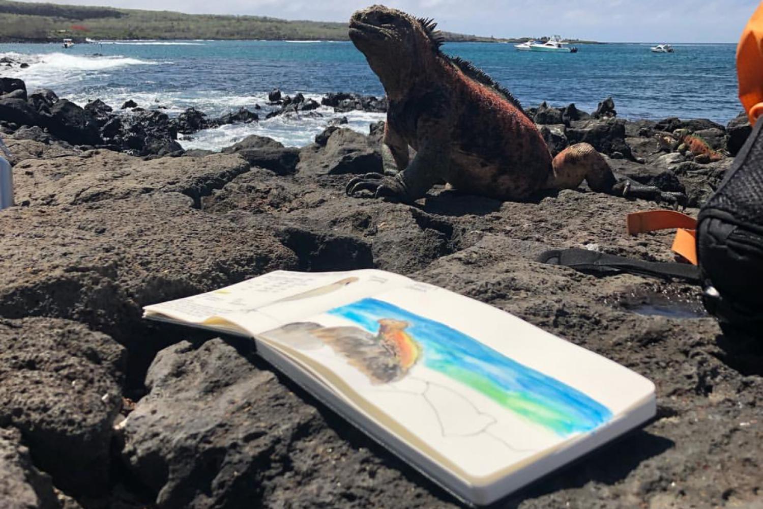 Marine iguana