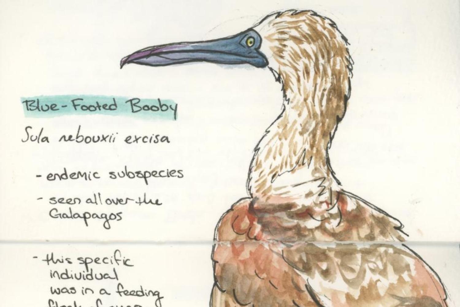 Ecology and Evolution in the Galápagos Islands