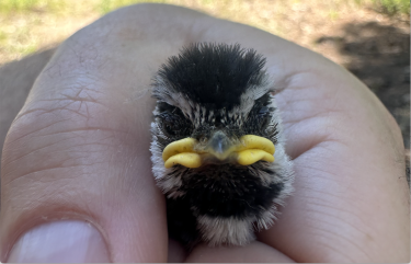 mountain chickadee chick in the hand