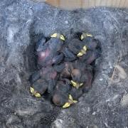 mountain chickadee chicks in a nest