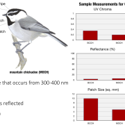 Sample measurements of chickadee cap by UV Chroma, Reflectance, and Patch Size