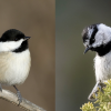 Black-capped and mountain chickadee
