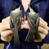 angela chickadees
