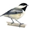 Black capped