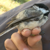 chickadee.thumb