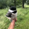 Chickadee nestling