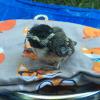 Chickadee nestling