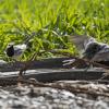 Motacilla alba courtship