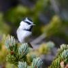 mountain chickadee