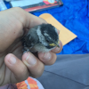 Grumpy nestling