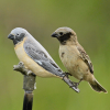 Seedeater