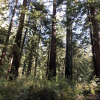 Redwood