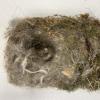 Nest