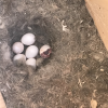 chickadee hatching